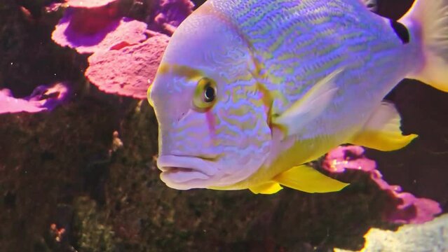 Close up of a Sailfin snapper fish or blue-lined sea bream in coral reef. Symphorichthys spilurus species living in Indian Ocean and western Pacific Ocean. Western Australia Great Barrier Reef.