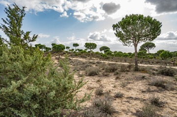 landscape with trees