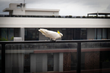 A white cockatoo bird on the fence.
