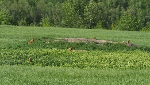 Marmot colony in the field. Family of bobak marmots
