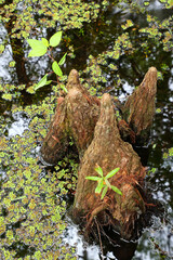 Bald cypress knees growing in a swampy area