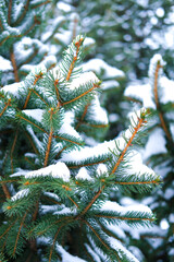 Winter background, close up of frosted green pine spruce branch on a snowing day with copy space. High quality vertical photo