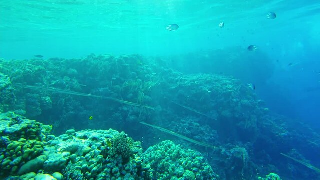 Garfish. Needle fish in the red sea by the coral