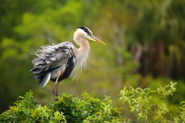 Fototapeta premium Great Blue Heron ruffling its feathers. It is the largest North American heron.
