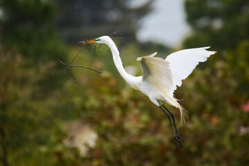 Great Egret (Ardea alba) in flight