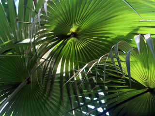Obraz na płótnie Canvas Schatten auf Palmenblättern - shadows on palm fans
