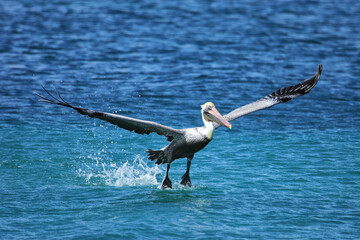 Brown pelican in flight, Carriacou Island, Grenada.
