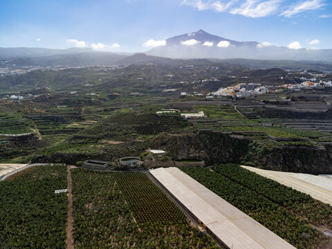 Aerial view banana tree plantation and top of mount Teide on Tenerife near Garachico, Canary islands, Spain