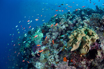 A healthy, biodiverse coral reef thrives in the waters near Alor, Indonesia. This remote region,...