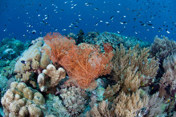 A healthy, biodiverse coral reef thrives in the waters near Alor, Indonesia. This remote region, part of the Lesser Sunda Islands, is known for both marine biological diversity and active volcanoes.