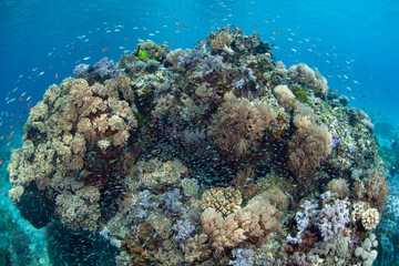 Naklejka na ściany i meble A healthy, biodiverse coral reef thrives in the waters near Alor, Indonesia. This remote region, part of the Lesser Sunda Islands, is known for both marine biological diversity and active volcanoes.