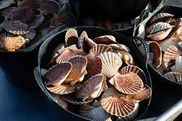 Buckets full of freshly caught scallops