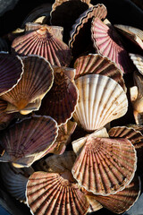 Buckets full of freshly caught scallops © casavella