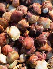 Bucket full of freshly caught queen scallops