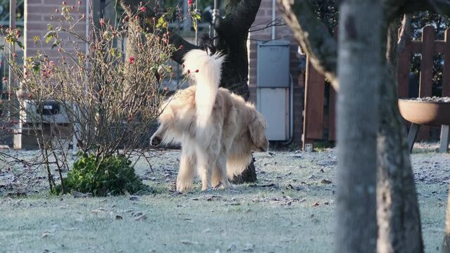 Golden Retriever dog pees on the grass in a park. Dog lift his leg and pee on the grass during the daytime and walks aways.