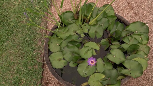 Water plants. Pan of a Nymphaea Tina tropical water lily beautiful floating green leaves and purple flower, and a blooming Pontederia cordata,  growing in a wooden barrel in the garden.