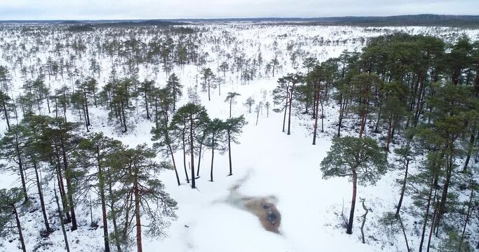 Scots pine trees in a snowy bog landscape in Soomaa National Park, Estonia.	
