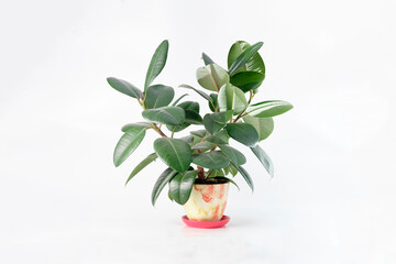 Young homemade ficus elastica with big dark leaves in a pot on a white background