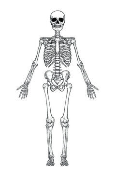 Human skeleton anatomy in front isolated on white background. Vector engraving illustration of skull and bones. Halloween, medical, educational, or science banner.