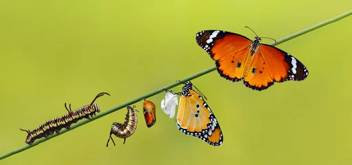 Türaufkleber Amazing moment ,Monarch Butterfly , caterpillar, pupa and emerging with clipping path. © blackdiamond67