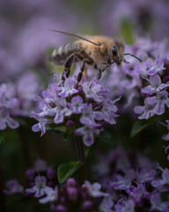 Biene sammelt Pollen