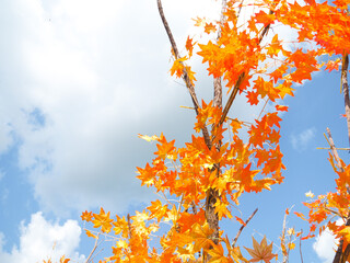 autumn leaves against blue sky