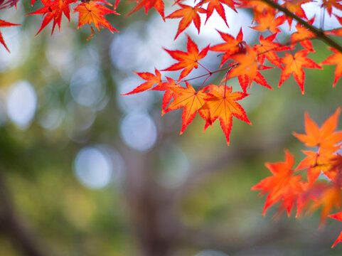 Close-up Of Maple Leaves On Tree During Autumn