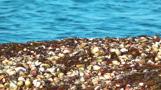 Storm emissions from shells of bivalve molluscs and algae, wetlands of Ukraine, Tiligul estuary