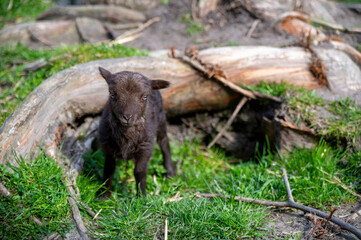 One week old brown ram with old tree in the background