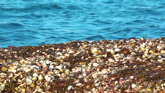 Storm emissions from shells of bivalve molluscs and algae, wetlands of Ukraine, Tiligul estuary