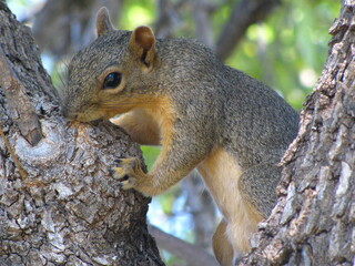 Squirrel in Tree Eating 