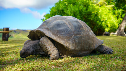 Obraz premium giant tortoise on curieuse island on the seychelles