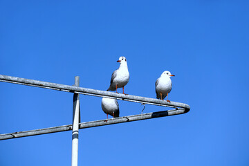Seagulls bird they stand high up and lurk for prey and food