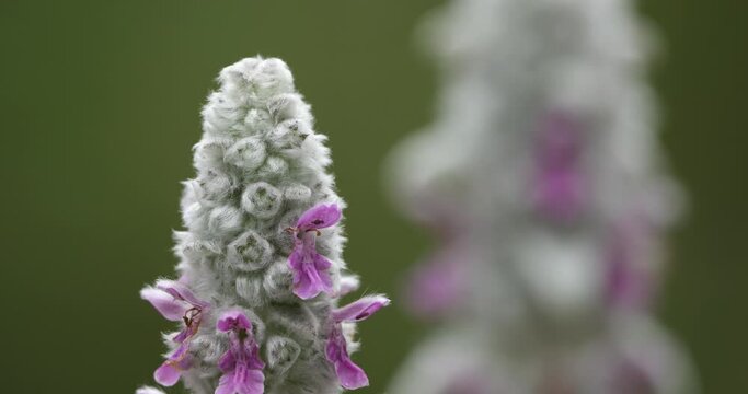 Stachys byzantina  or woolly hedgenettle.