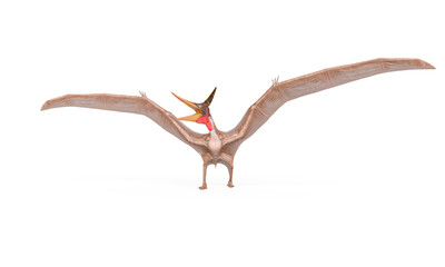 pteranodon in white background © DM7