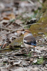 hawfinch on the ground