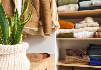 Houseplant on shelf in wardrobe with warm clothes, closeup