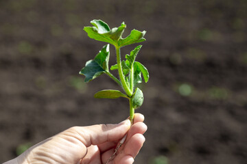 hand holds a young watermelon seedling grow