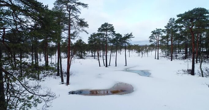 Scots pine trees in a snowy bog landscape in Soomaa National Park, Estonia.	