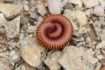 Rain worm or Desert millipede observed in the Chihuahuan Desert near Terlingua Texas