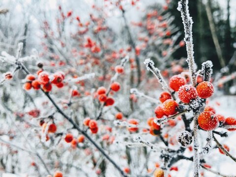 Close-up Of Frozen Berries On Tree