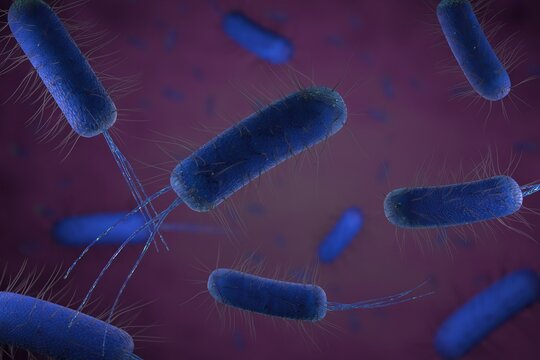 Close-up Of Bacterium