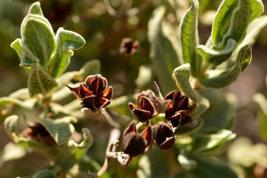 Planta de jara con semillas en invierno, cistus