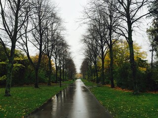 Obraz premium You fell in love with my flowers but not my roots, so when Autumn came, you did not know what to do