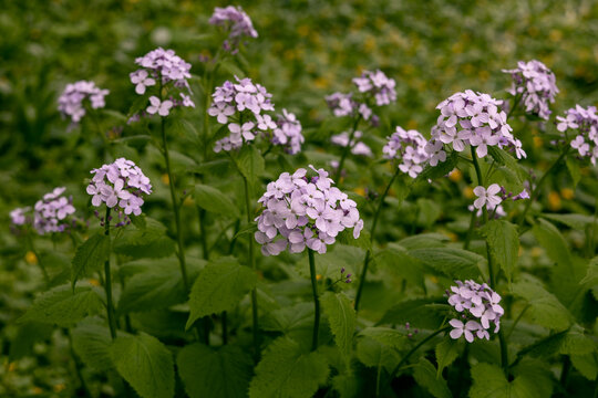 Lunaria rediviva plant commonly known as perennial honesty