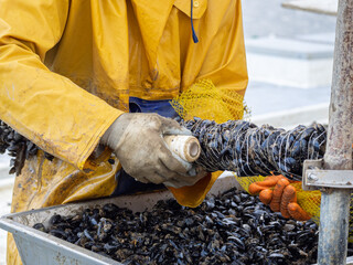 Fishermen embedding mussels in a rope for industrial seafood farming