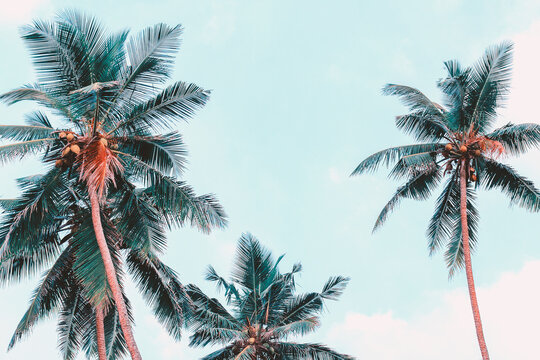 Palm Trees View From Below. Tropical Photo Background. Jungle Summer. Vintage Effect