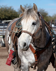 A beautiful white horse in Arizona