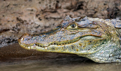 View of the crocodile's head lying in the water near the shore.