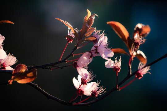 Prunus Cerasifera Blooming